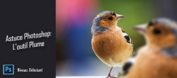 Gratuit : comment utiliser la plume de Photoshop ?