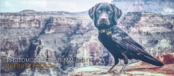 Photomontage Animalier avec Affinity Photo