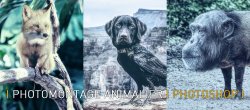 Photomontage Animalier avec Photoshop