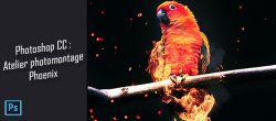 Photoshop - Atelier Photomontage - Phoenix