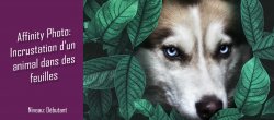 Créer une incrustation d'un animal dans un buisson dans Affinity Photo