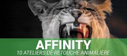 Retouche photo animalière dans Affinity : 10 ateliers, des calques de réglage à l'IA