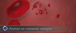 Animer un vaisseau sanguin dans Cinema 4D