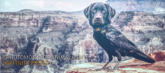 Photomontage Animalier avec Affinity Photo