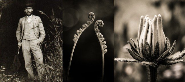 Développement Lightroom à la façon de Karl Blossfeldt