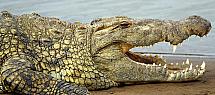 Crococéros 1.jpg