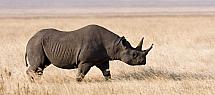 Rhinoceros.jpg