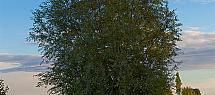 103.jpg