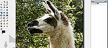 lama_3.png