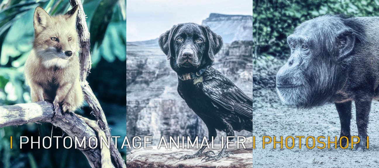 Photomontage Animalier avec Photoshop