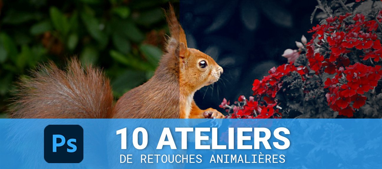 10 ateliers de retouche photo animalière dans Photoshop