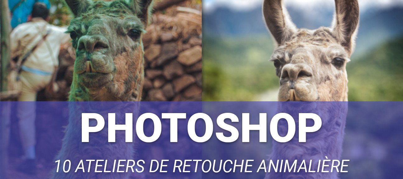 Retouche photo animalière dans Photoshop : 10 ateliers, des calques de réglage aux outils IA