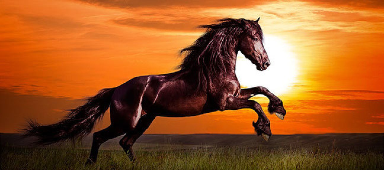 Création de portraits de chevaux artistiques