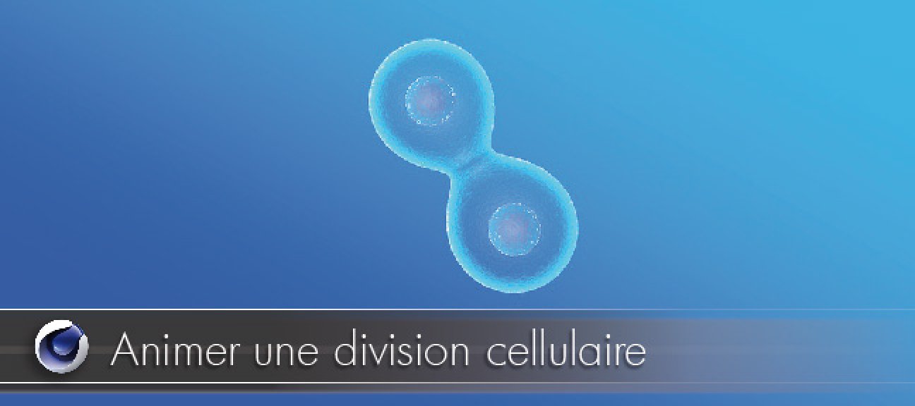 Animer une division cellulaire