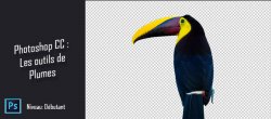 Photoshop CC - Les outils de plumes