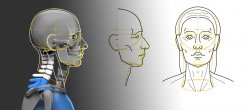 Têtes humaines de face et de profil : méthode de construction