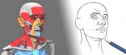 L'anatomie pour dessiner la tête humaine