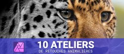 10 ateliers de retouche photo animalière dans Affinity Photo