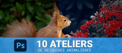 10 ateliers de retouche photo animalière dans Photoshop