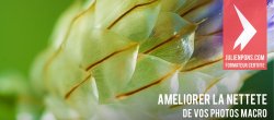 Gratuit : Améliorer la netteté de vos photos macro dans Lightroom
