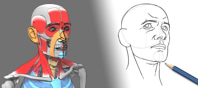 Tuto L'anatomie pour dessiner la tête humaine Dessin traditionnel