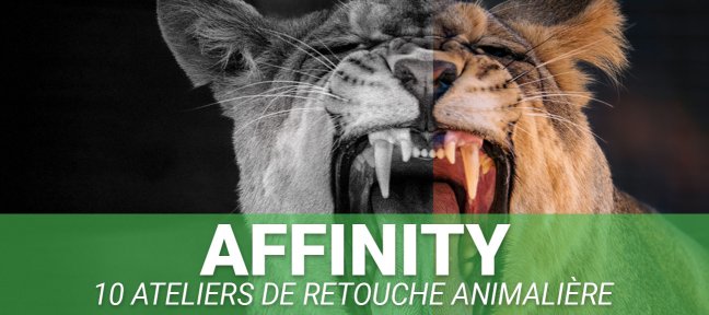 Retouche photo animalière dans Affinity : 10 ateliers, des calques de réglage à l'IA